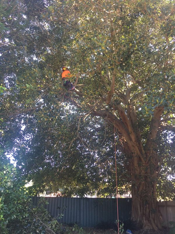 pruningandremovalC32765FB-F4F0-B32C-EC49-AFFCA3B0BE0C.jpg